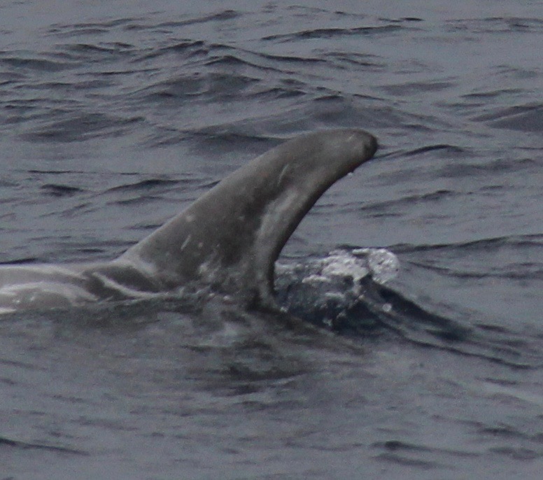 LeftDorsal