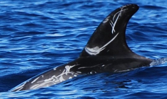 LeftDorsal