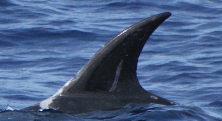 LeftDorsal