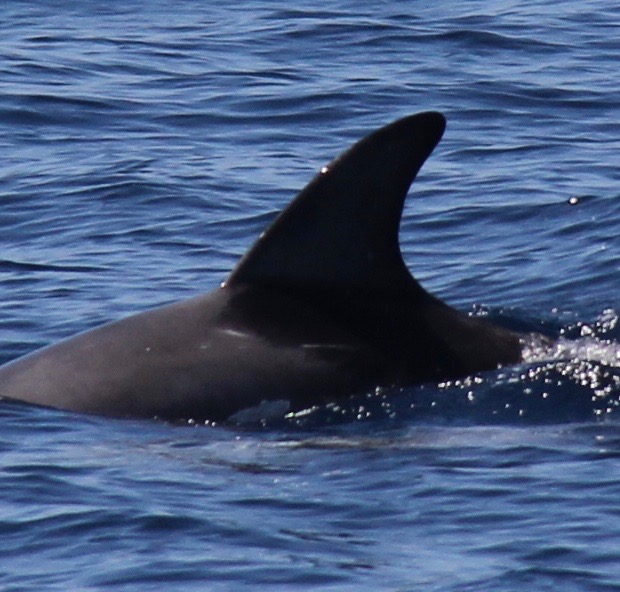 LeftDorsal