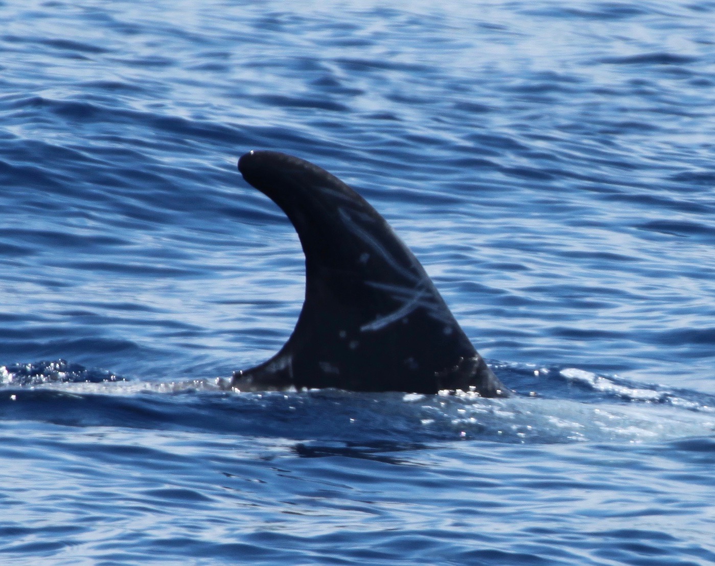 RightDorsal