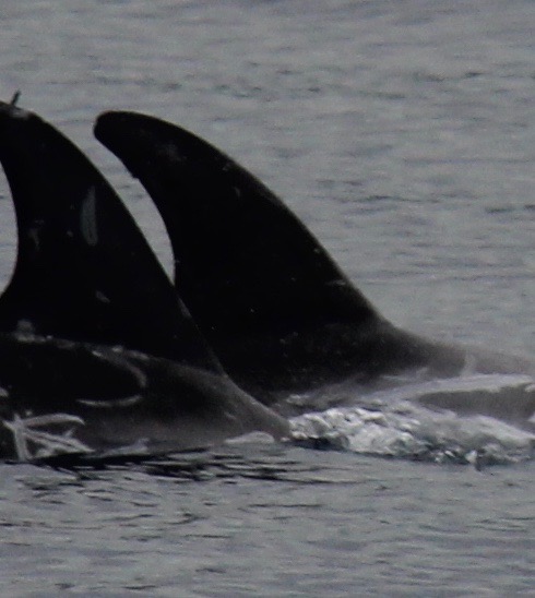 RightDorsal