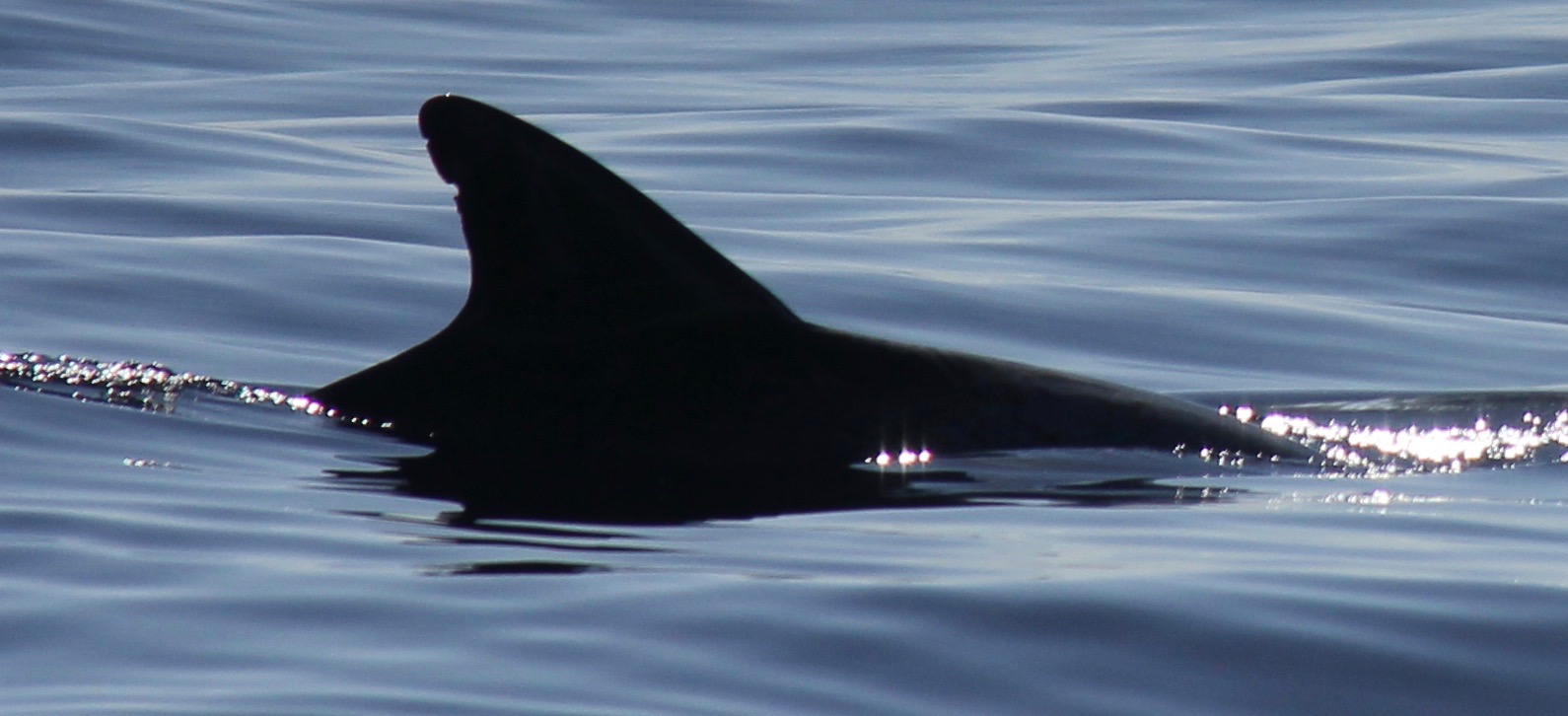 RightDorsal