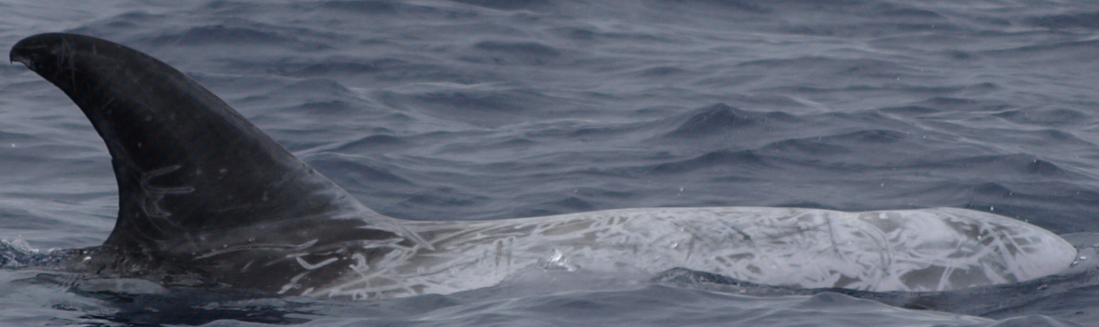 RightDorsal
