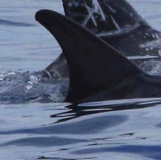 RightDorsal