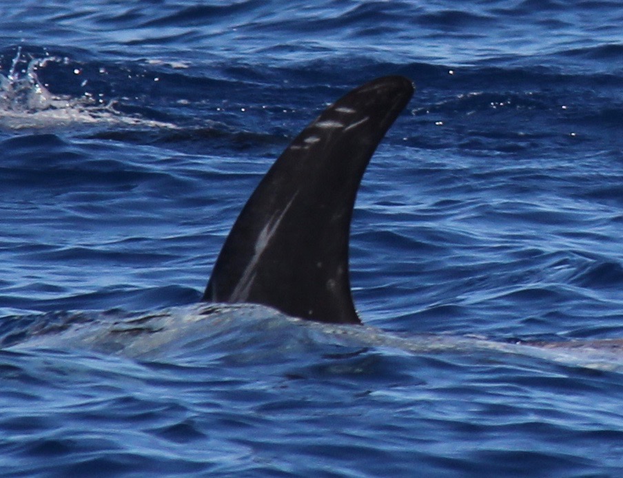 LeftDorsal