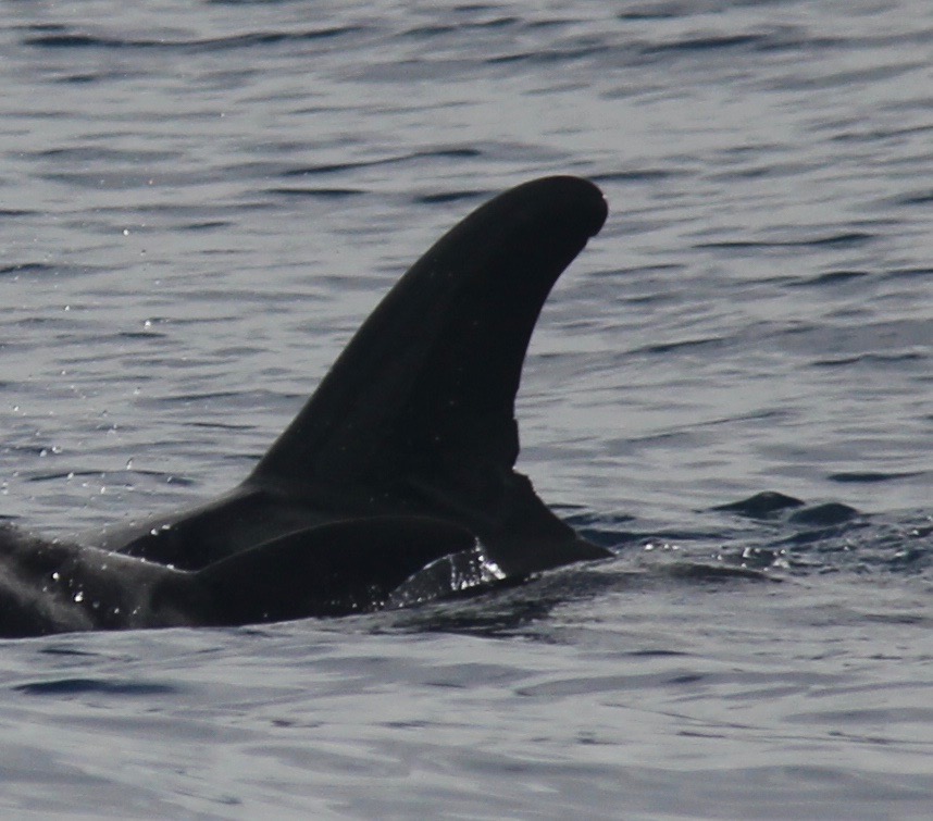 LeftDorsal