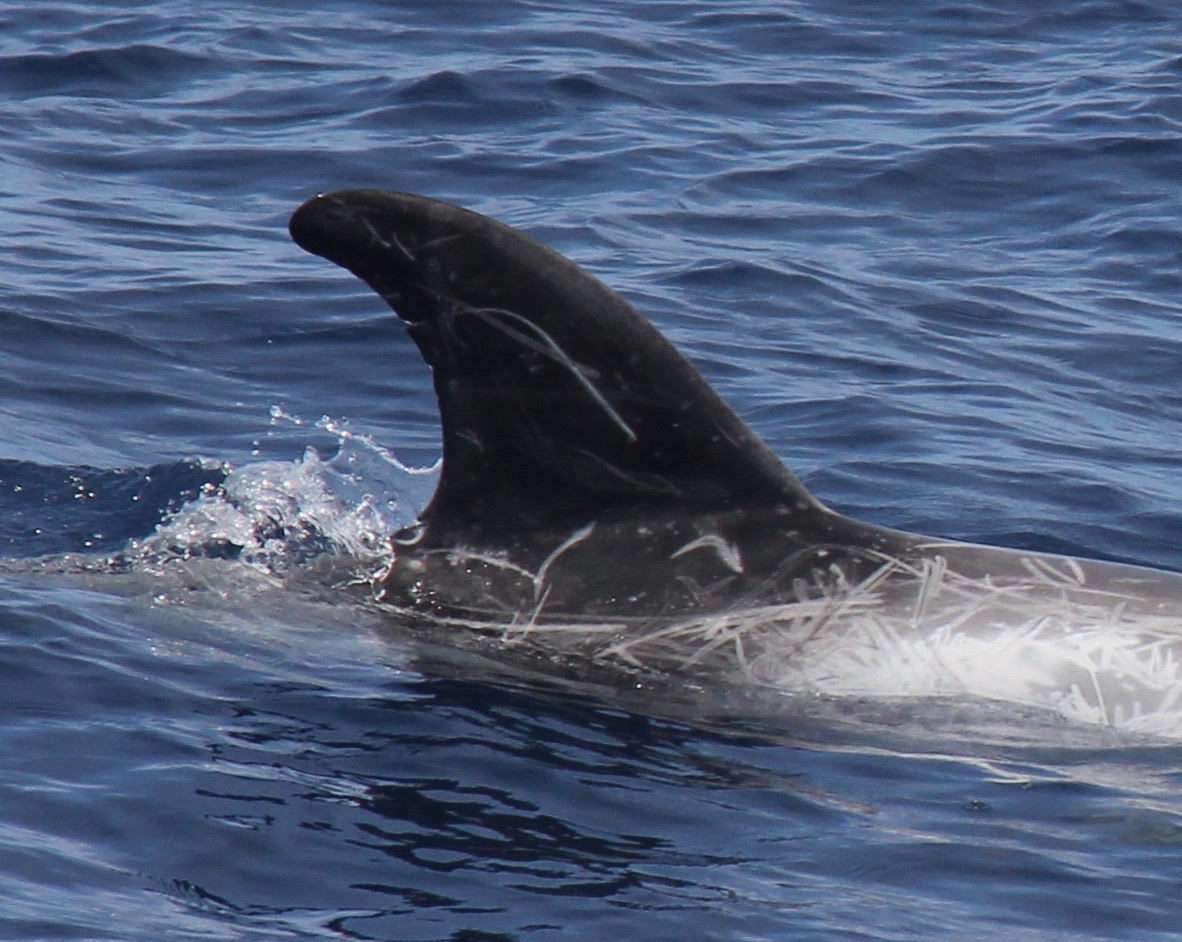 RightDorsal