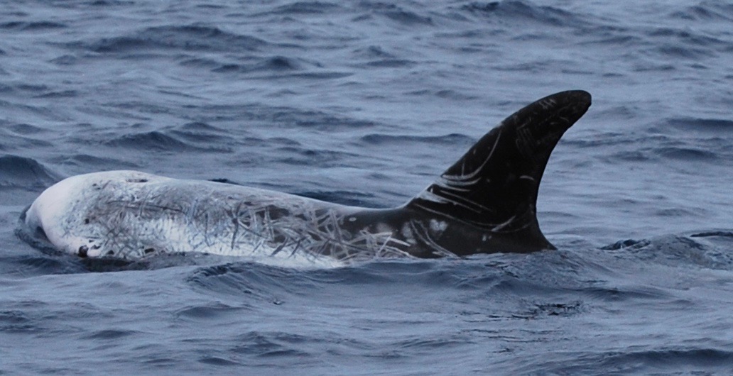 LeftDorsal
