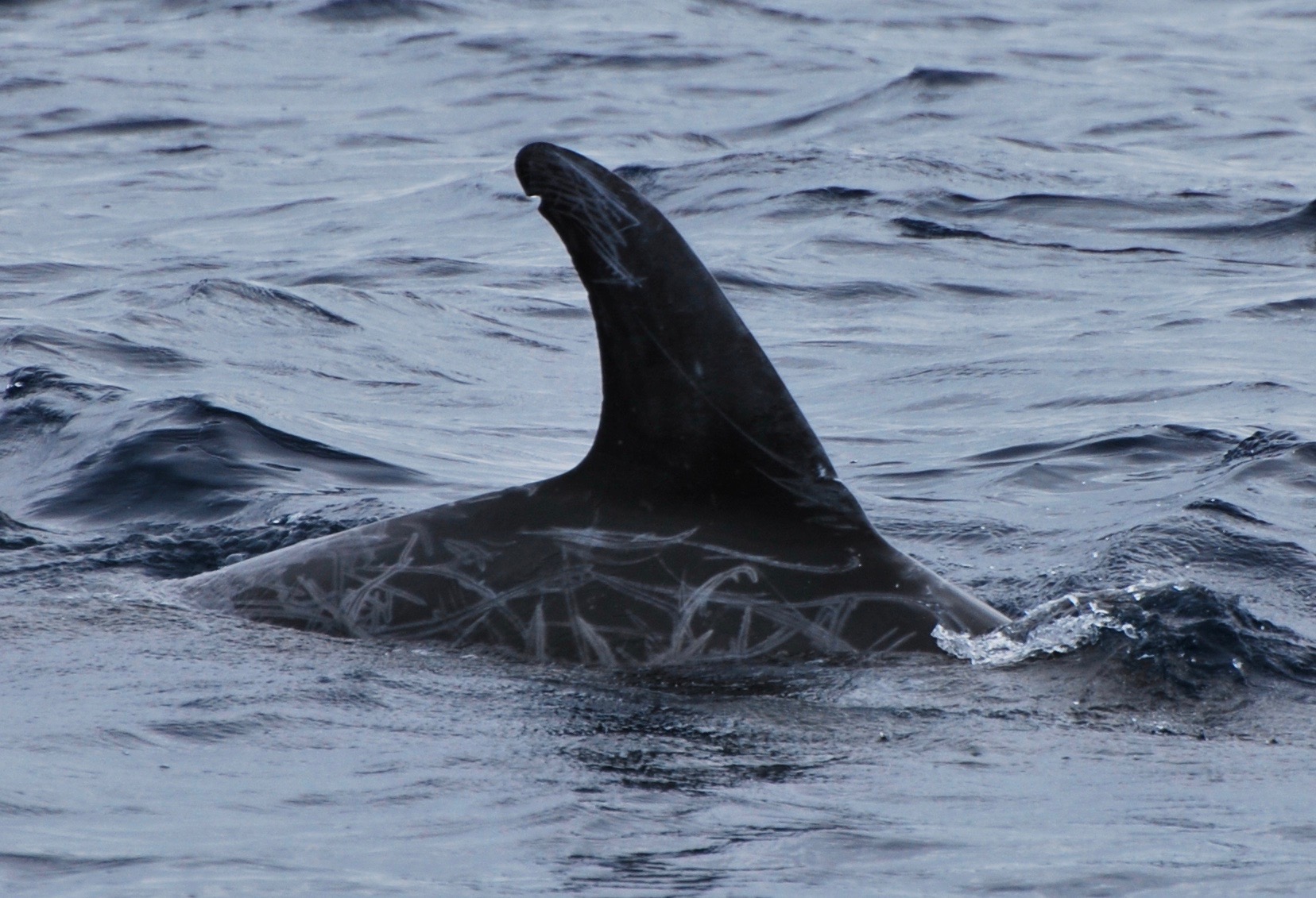 RightDorsal