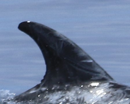 RightDorsal
