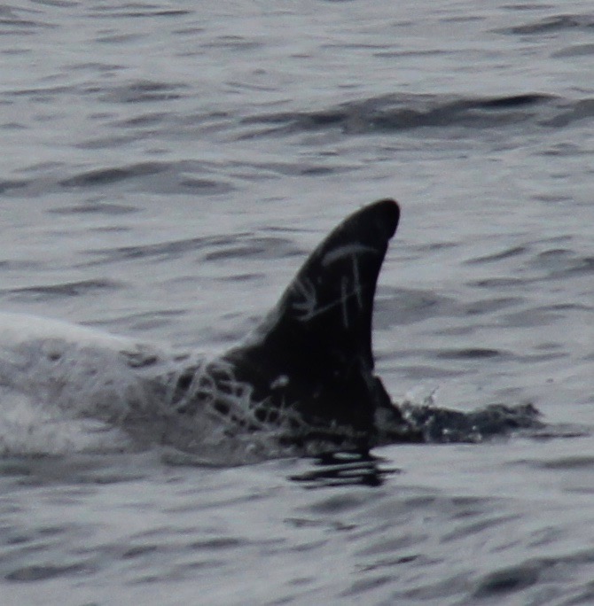 LeftDorsal