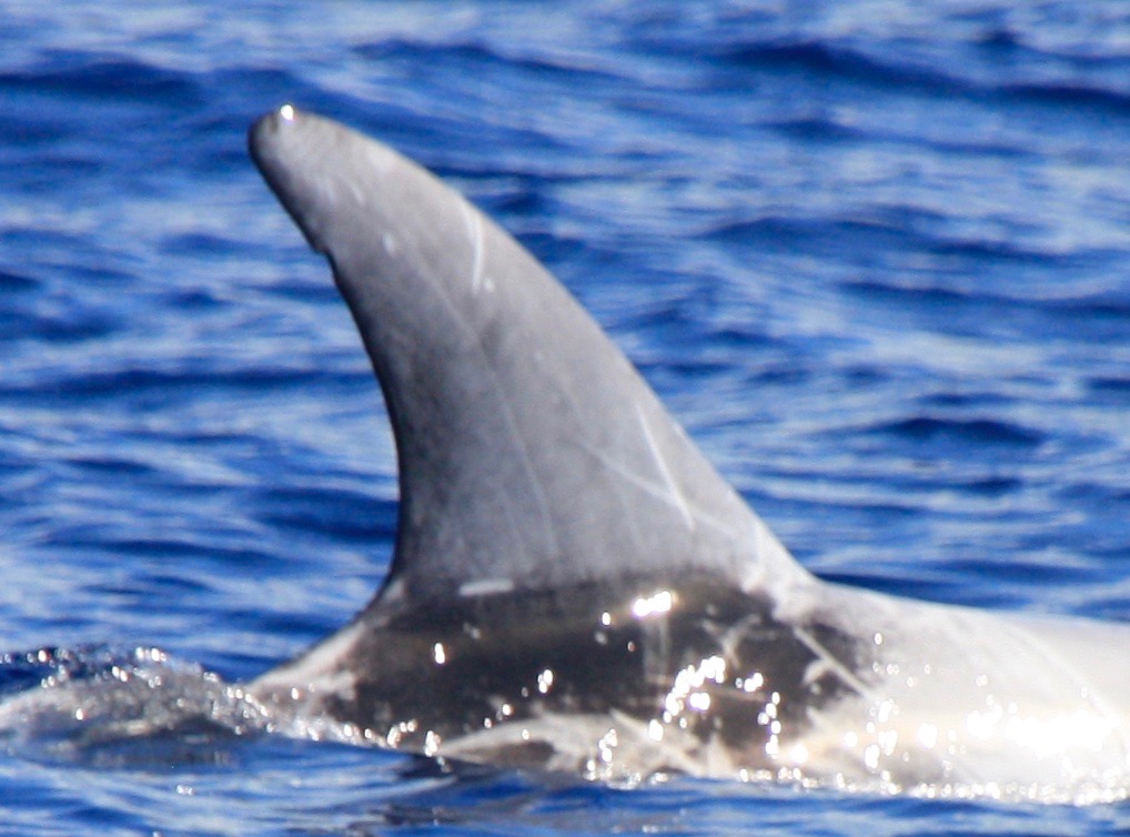 RightDorsal