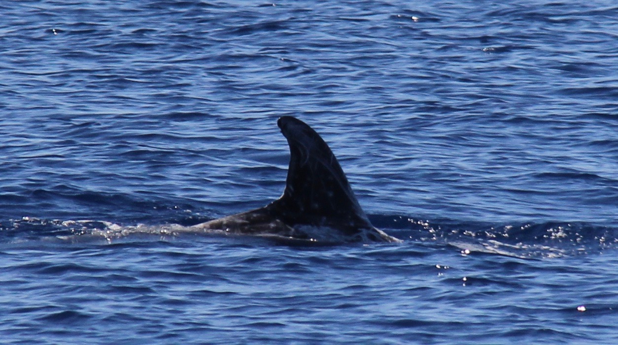RightDorsal