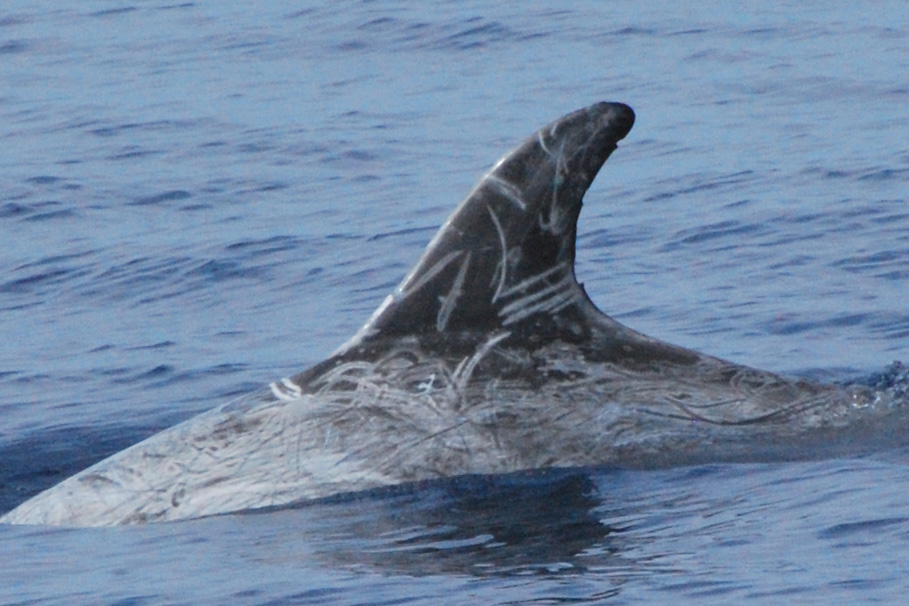LeftDorsal