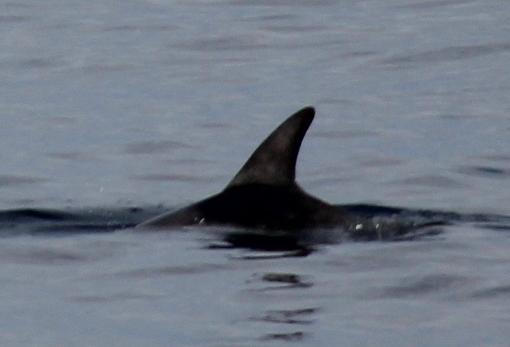 LeftDorsal
