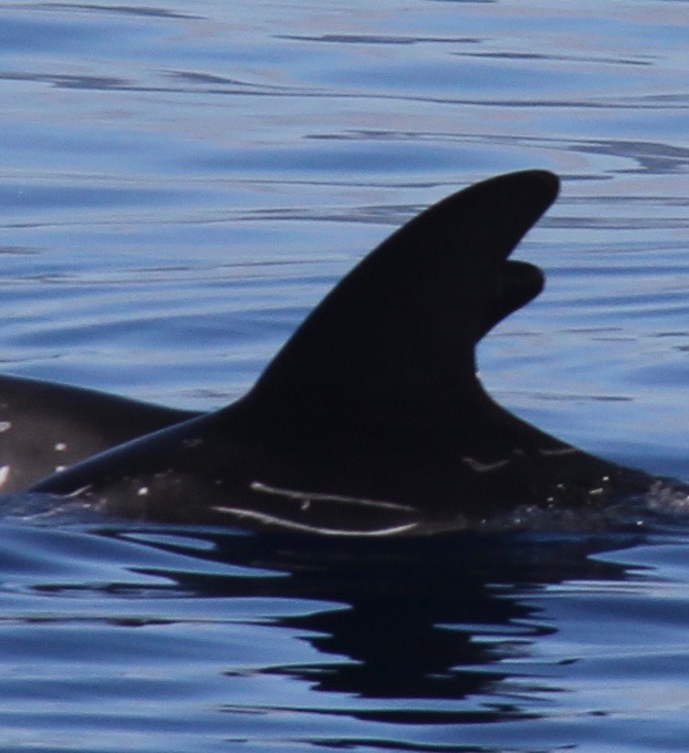 LeftDorsal