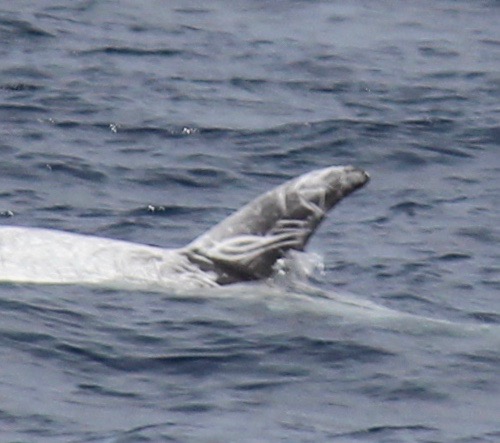 LeftDorsal
