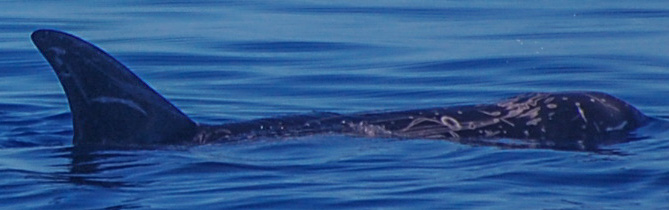RightDorsal
