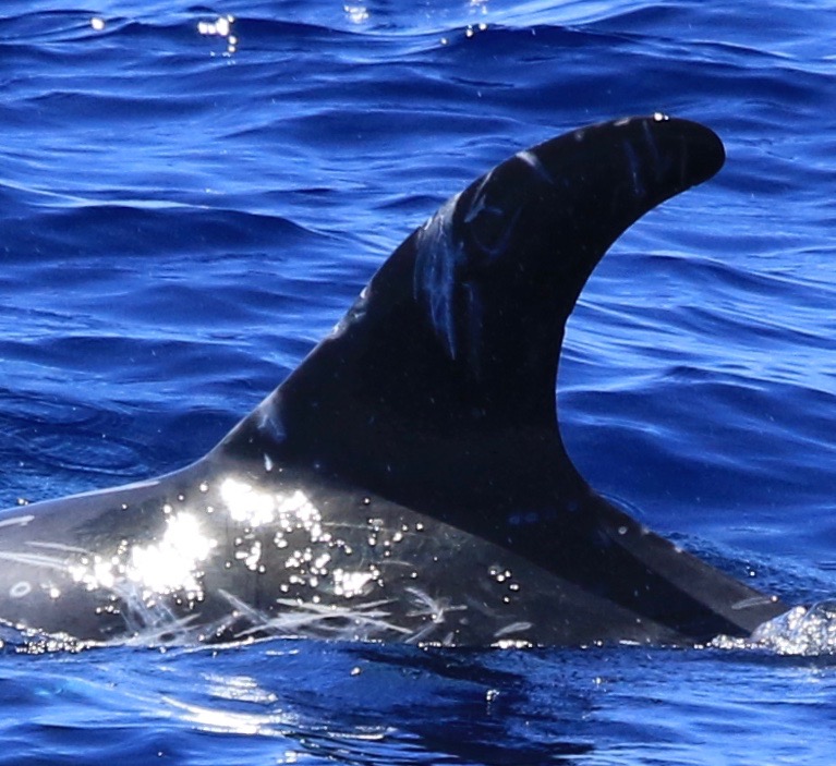 LeftDorsal