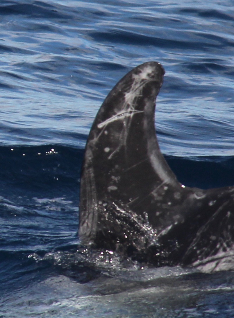 LeftDorsal