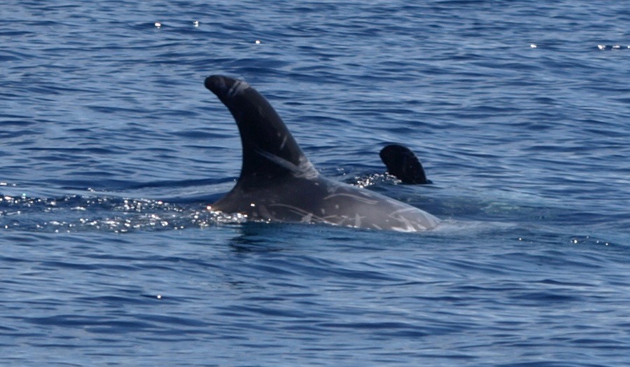 RightDorsal