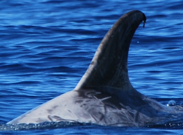 LeftDorsal