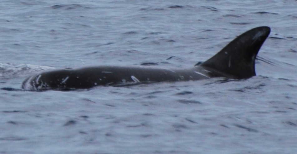 LeftDorsal
