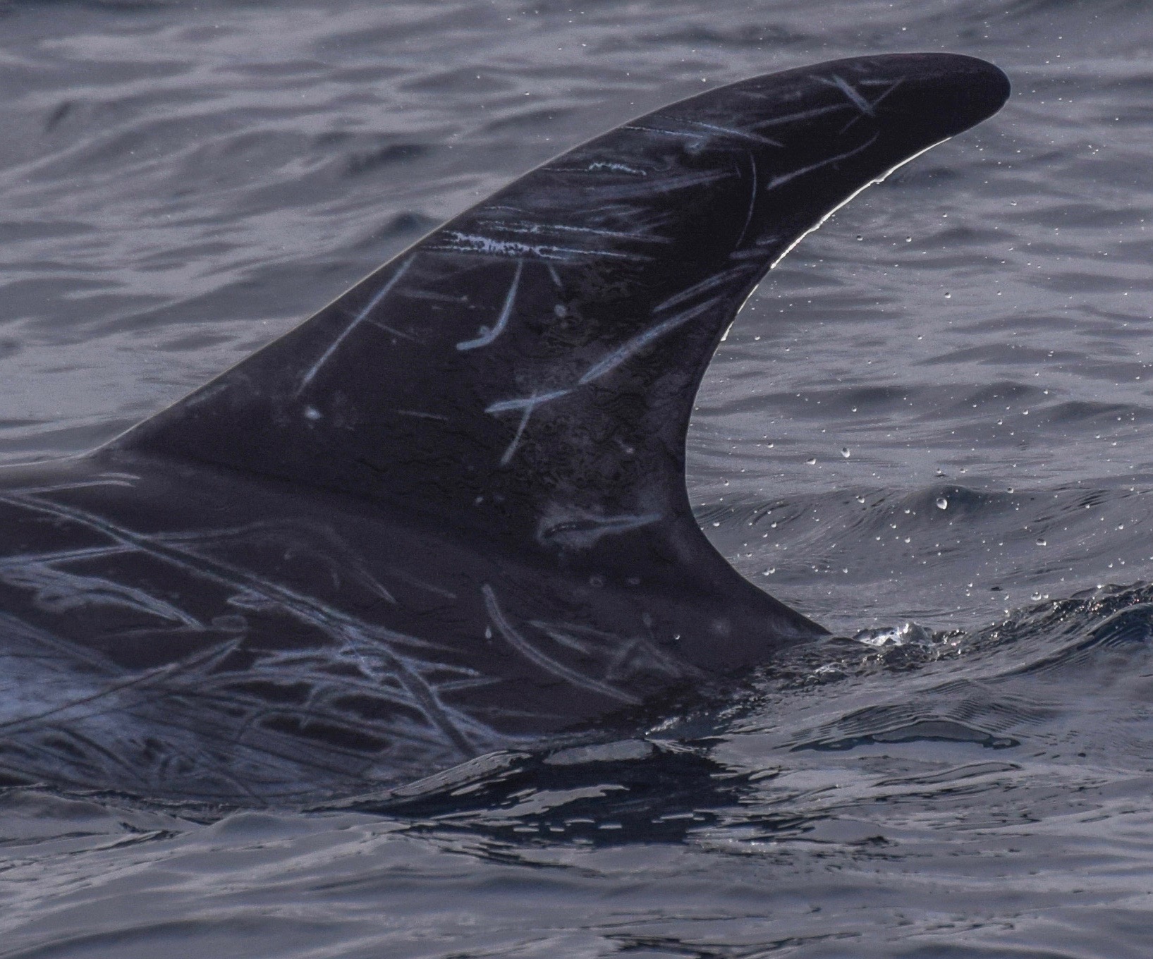 LeftDorsal