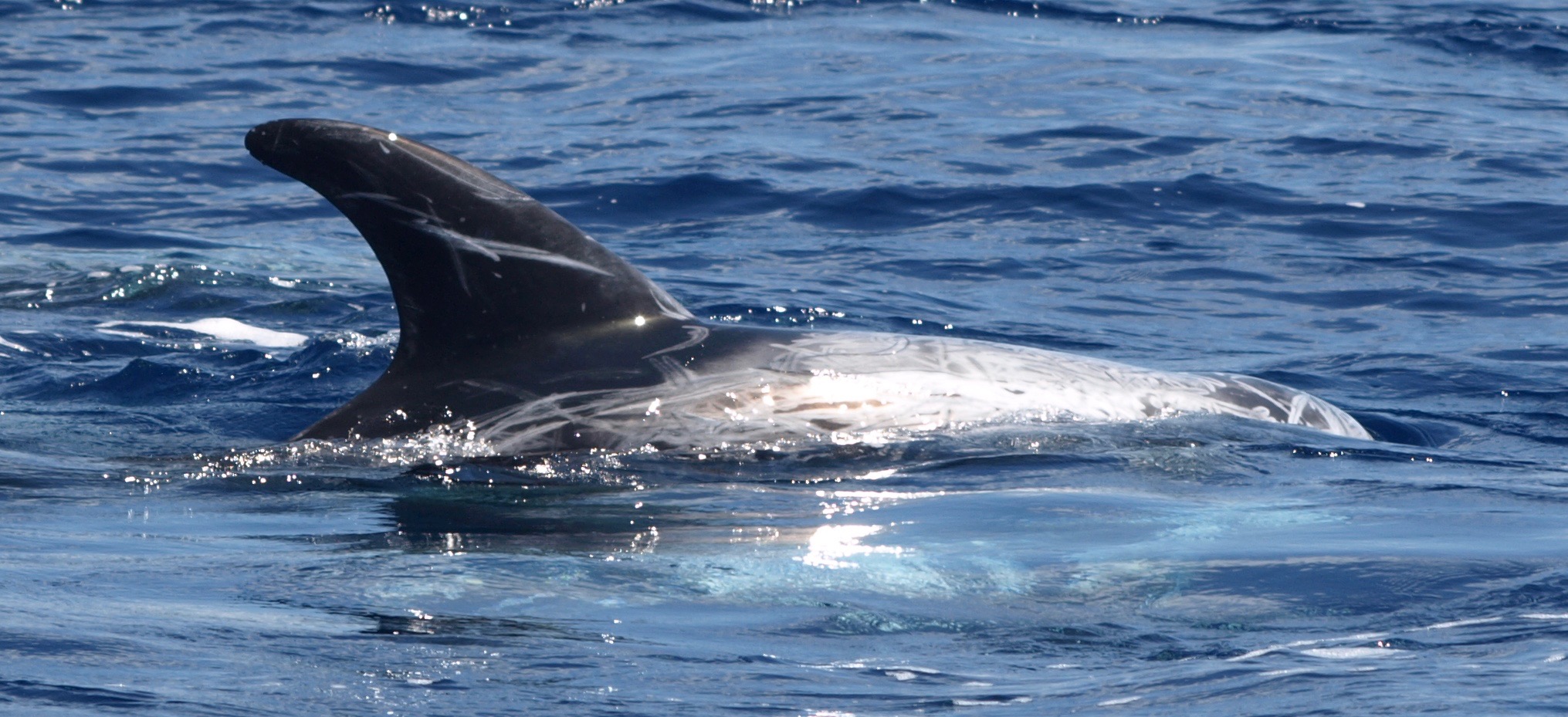 RightDorsal