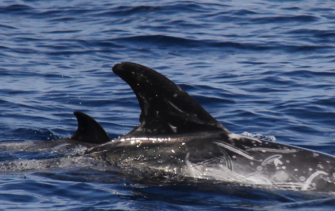 RightDorsal