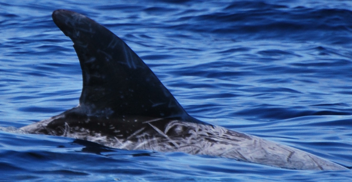 RightDorsal