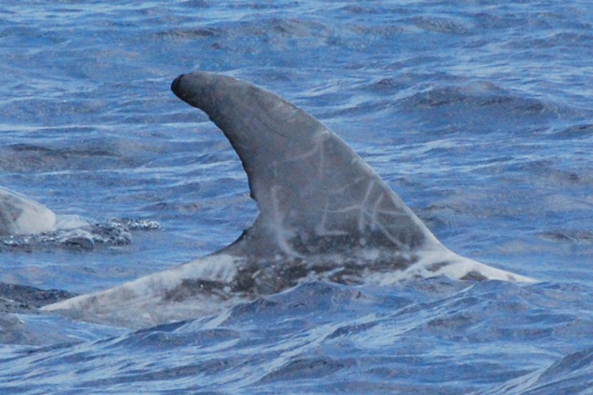 RightDorsal
