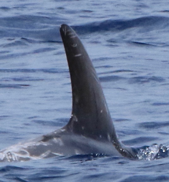 RightDorsal