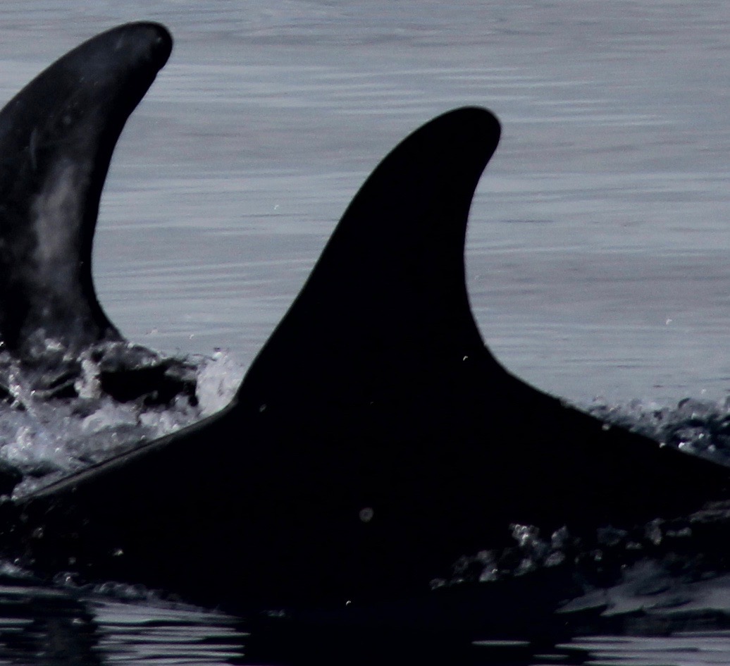 LeftDorsal