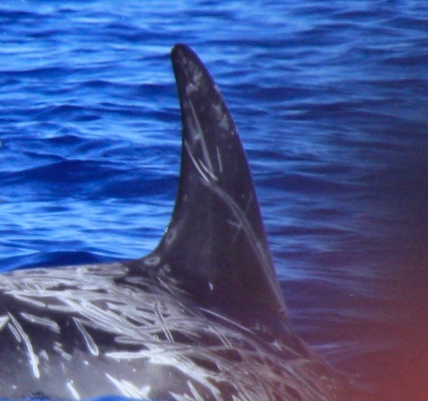 RightDorsal