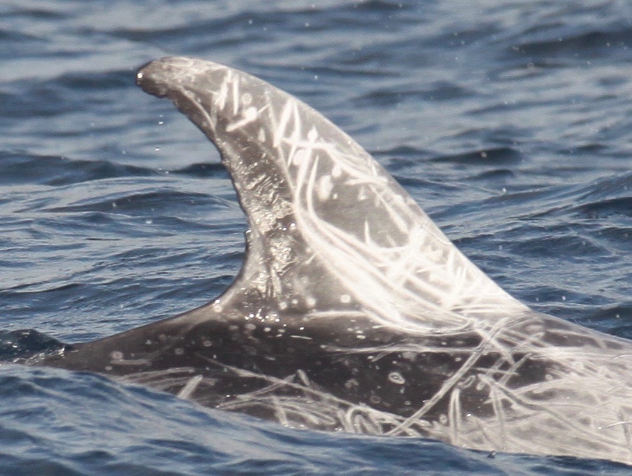 RightDorsal
