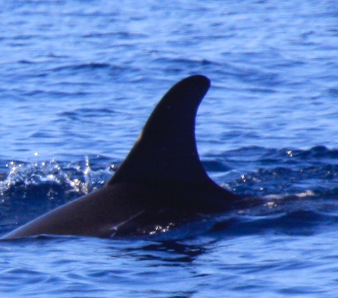 LeftDorsal