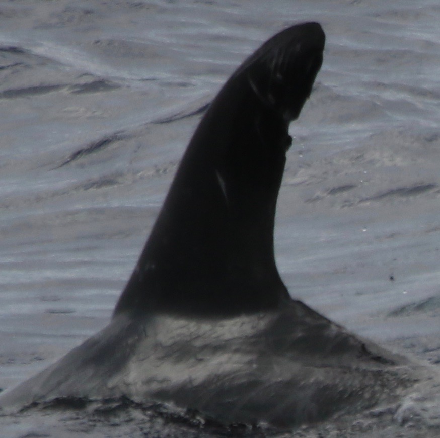 LeftDorsal