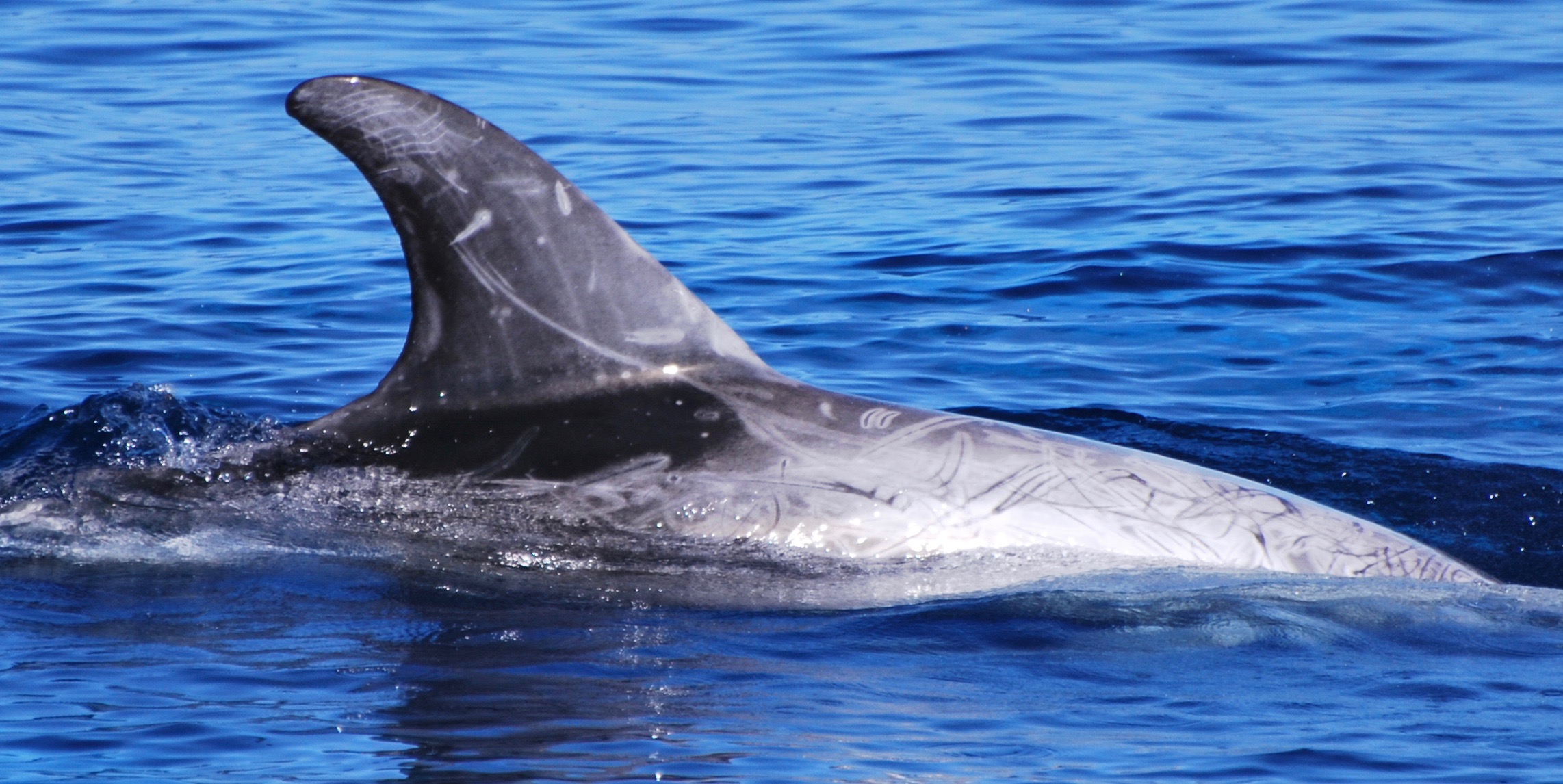 RightDorsal