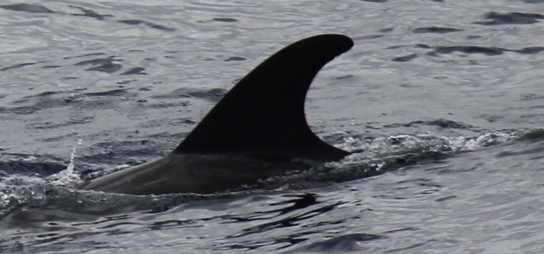 LeftDorsal