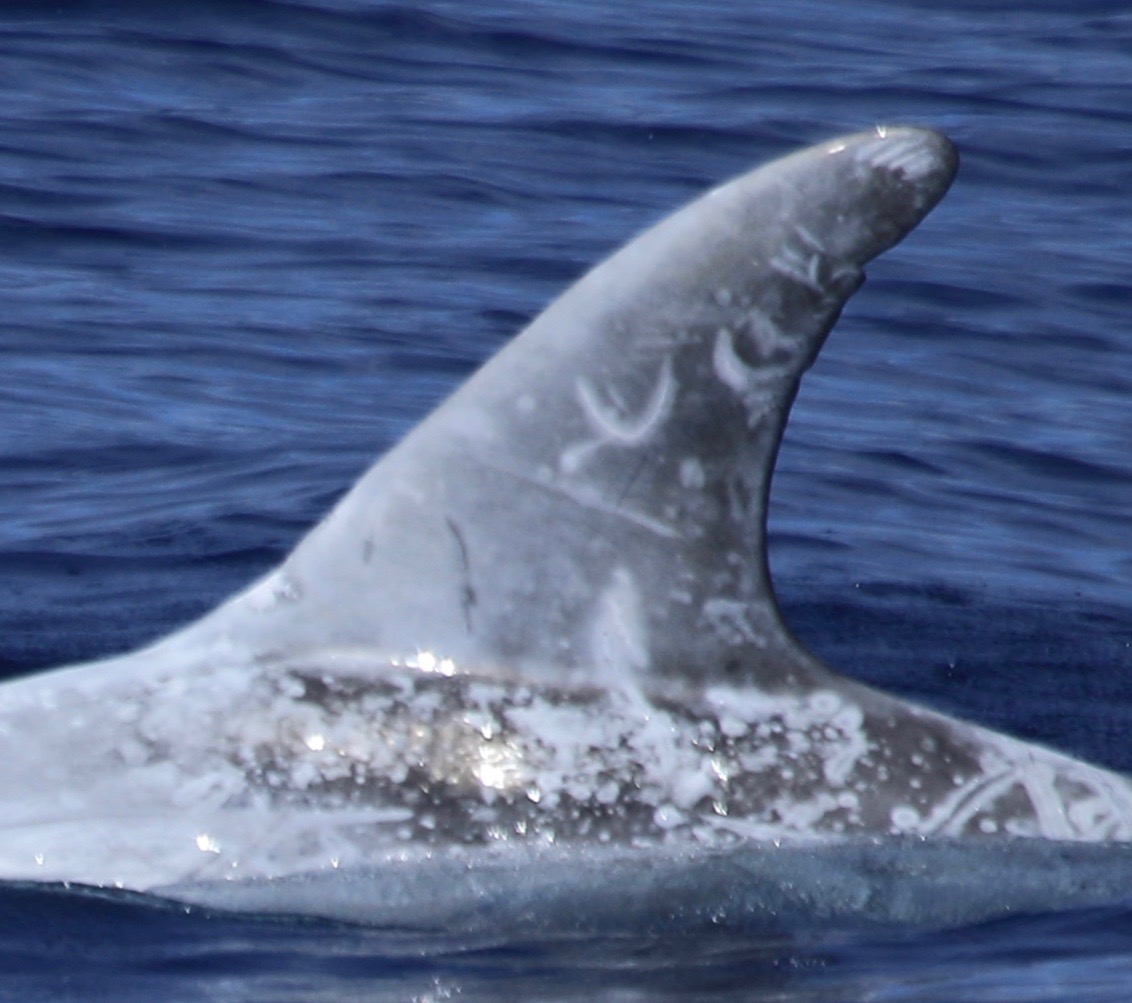 LeftDorsal
