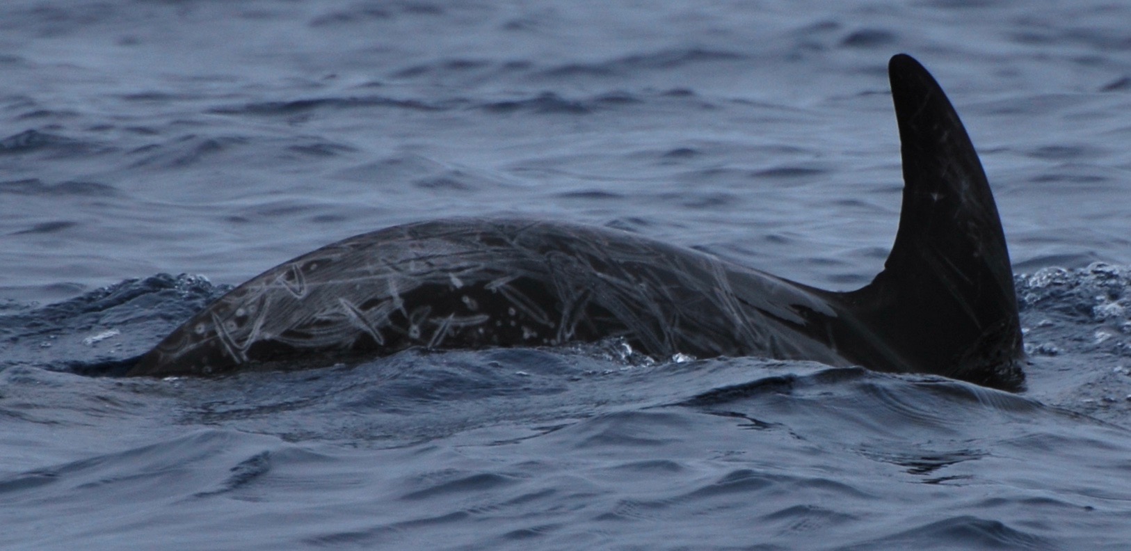 RightDorsal
