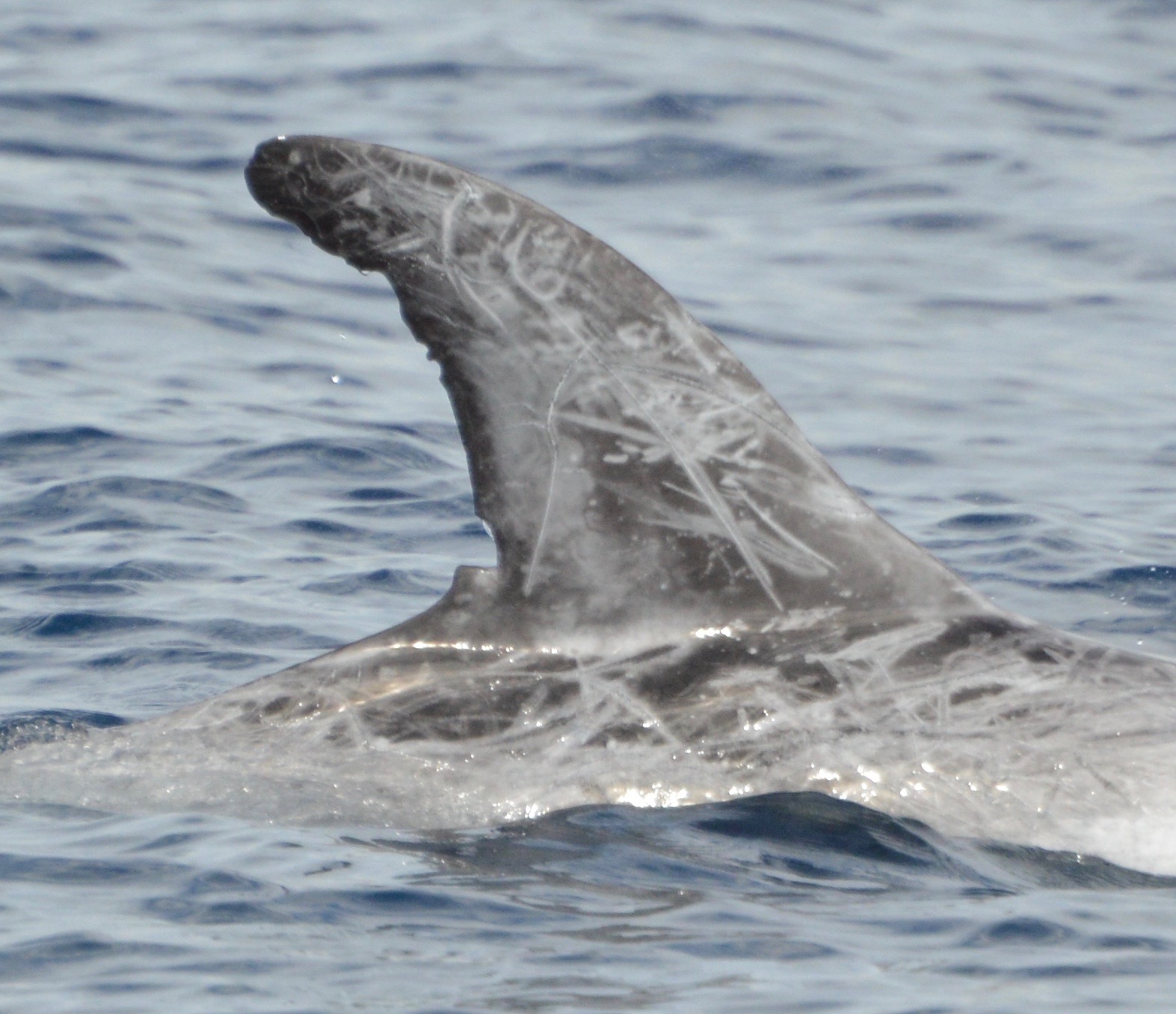 RightDorsal