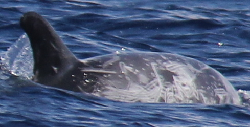 RightDorsal