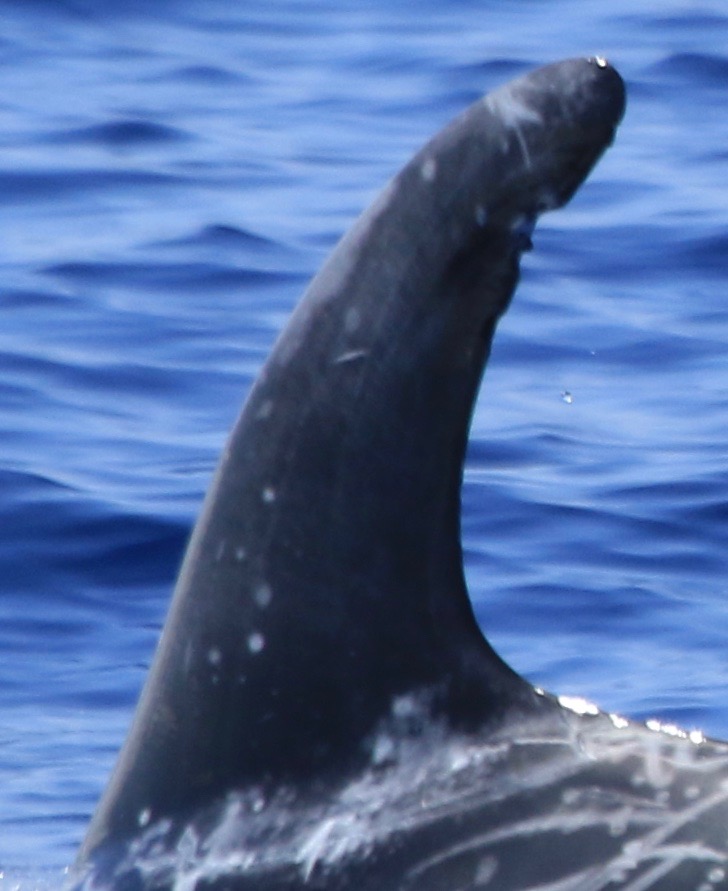 LeftDorsal