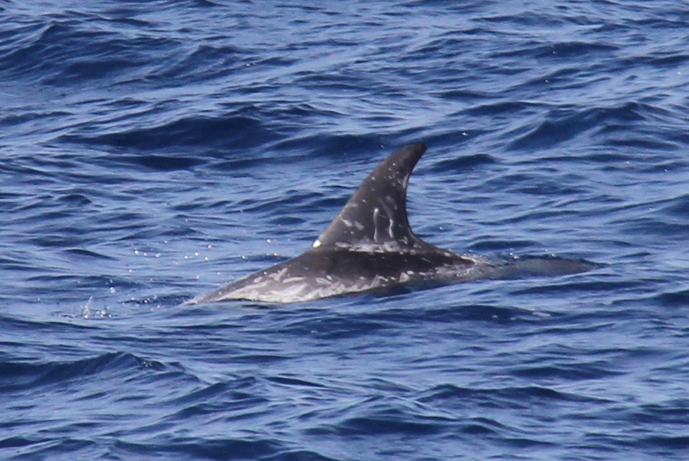 LeftDorsal