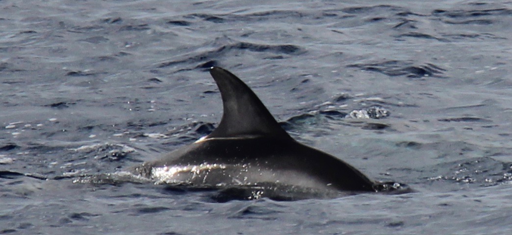 RightDorsal