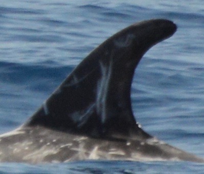 LeftDorsal