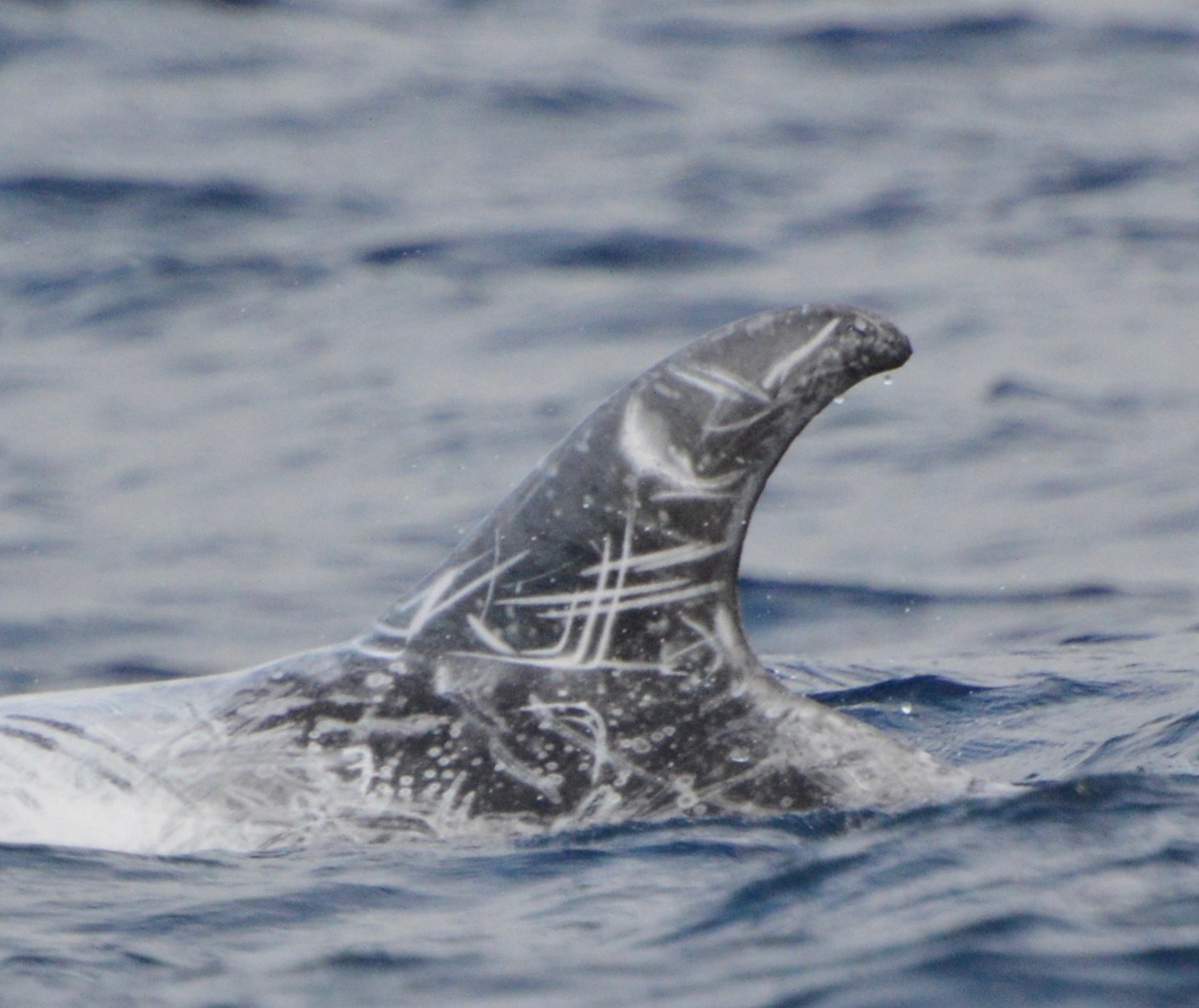 LeftDorsal